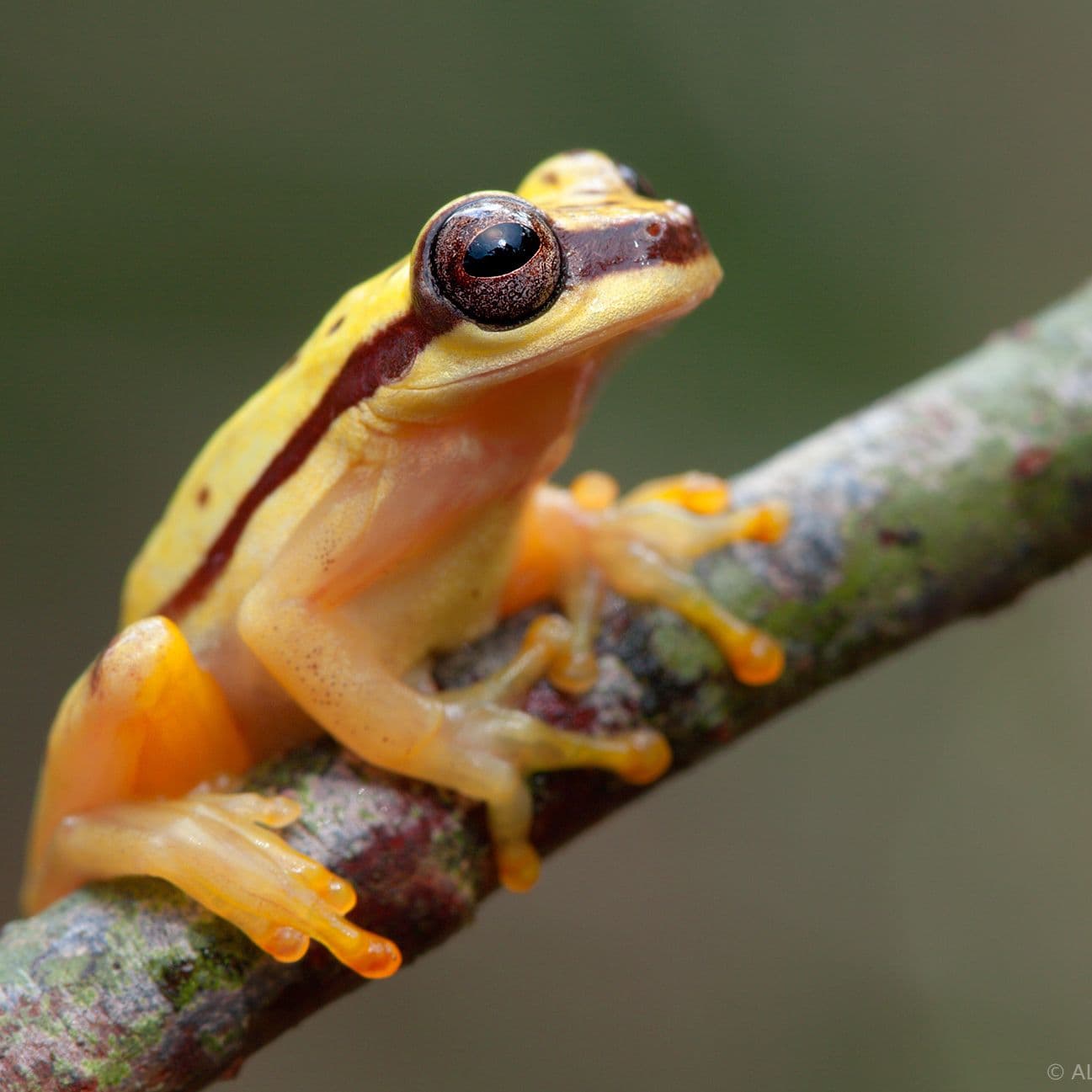 40 For 40 In Partnership With World Land Trust