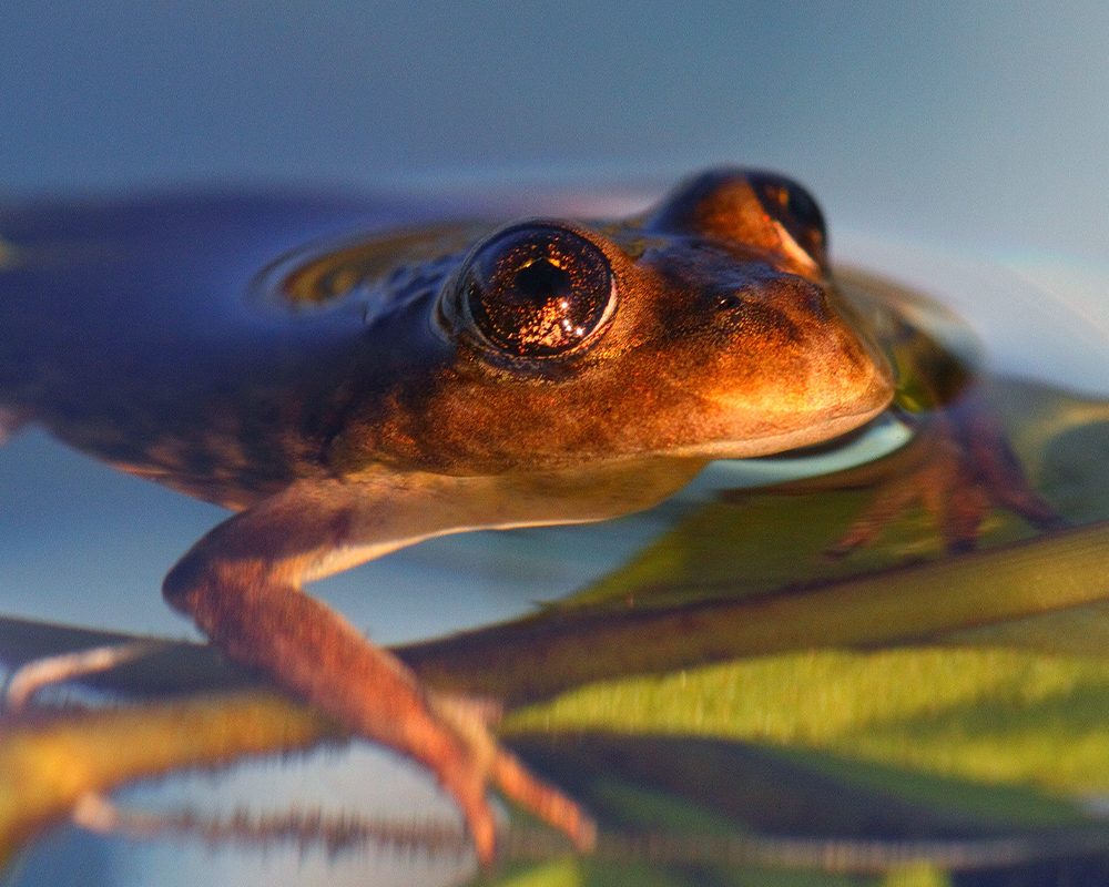 El Rincon Stream Frog. Picture courtesy of World Land Trust