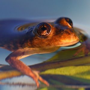 El Rincon Stream Frog. Picture courtesy of World Land Trust